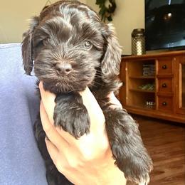Chocolate  girl - female Labradoodle puppy in Bradenton, Florida from Doodle Acres