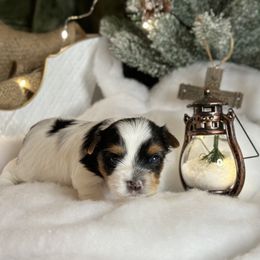 Biewer Terrier and Russian Tsvetnaya Bolonka Puppies from Von Edelweiss Biewer Terriers