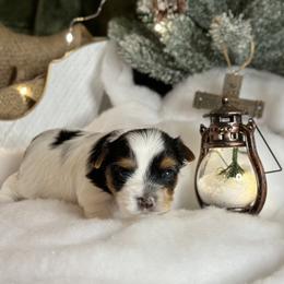 Biewer Terrier and Russian Tsvetnaya Bolonka Puppies from Von Edelweiss Biewer Terriers