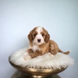 Chestnut - Red  male Goldendoodle puppy in Floyd, Virginia from Hearts and Paws Poodles and Doodles