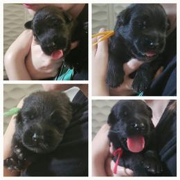 Orange collar - Black male German Shepherd puppy in Central Florida, Florida from Kaleidoscope German Shepherds