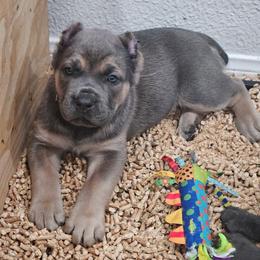Purple - Gray and fawn female Cane Corso puppy in Lake Elsinore, California from CRUCIAL CANE CORSOS