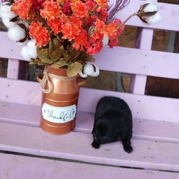 Black Russian - Black female Pomeranian puppy in Ada, Oklahoma from Once Upon A Puff