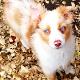 Miniature Australian Shepherd and Toy Australian Shepherd Puppies from Aussie What You Did There
