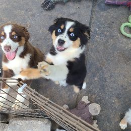 Miniature American Shepherd and Miniature Australian Shepherd Puppies from Shannon Pleines