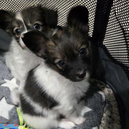 Brandy - Red white and sable female Papillon puppy in Hollister, Missouri from Swan Creek Kennel
