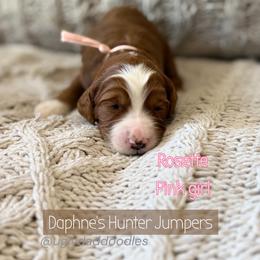 Rosette - Red  female Goldendoodle puppy in Orangevale, California from Ugly Dad Doodles