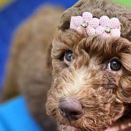 Double Doodles and Goldendoodles from Cute & Curly Doodles