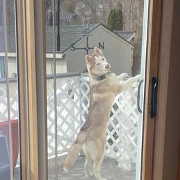 Pomsky and Siberian Husky All Grown Up from Hemlock Pines Pomsky