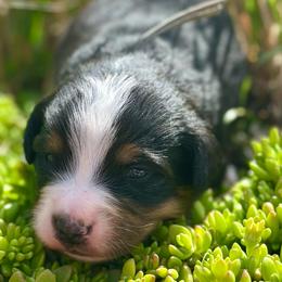 Light Blue Collar Girl - Black rust and white female Bernese Mountain Dog puppy in Herriman, Utah from Shaggy Mountain Pups LLC