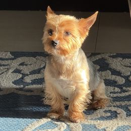 Taz - Yorkshire Terrier
