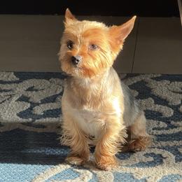 Taz - Yorkshire Terrier