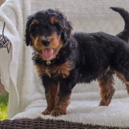 Bernedoodle and Goldendoodle Puppies from Delta Doodles and Poodles