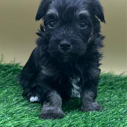 Pinkie Pie - Black and tan female Havanese puppy in Hendersonville, North Carolina from Kim's Cove