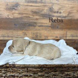 Reba - Golden female Golden Retriever puppy in Fruitland, Idaho from Bethel Retrievers