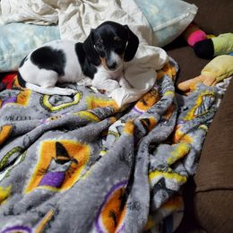 Dachshund Puppies from Hamm Weenies  AKC (Dachshunds)