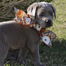 Dilute Retrievers and Labrador Retrievers from Sterling J Labradors