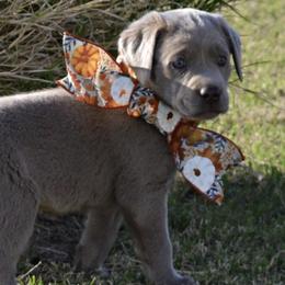 Dilute Retrievers and Labrador Retrievers from Sterling J Labradors