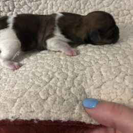 Lucy - Liver and white female Shih Tzu puppy in Las Vegas, Nevada from P and J Farms