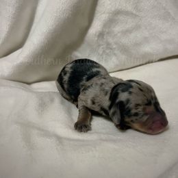 Comet - Dapple male Dachshund puppy in Colbert, Georgia from Southern Drawl Dachshunds