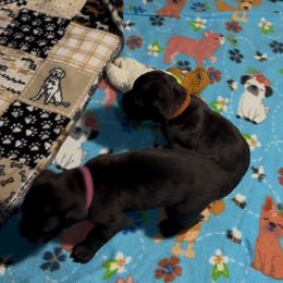 Girl 2 - Black brindle Cane Corso puppy in Linden, Texas from Da Boyz Cane Corso