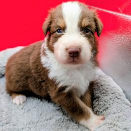 Jasmine3Boy5- RTM,NBT, blue eyes likely, CHIC-OFA-DNA-AKC Titled Parents - Red tri-color male Australian Shepherd puppy in South Hill, Virginia from Silverside Aussies LLC