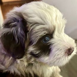 Girl 2 - Red merle female Aussiedoodle puppy in Scottsboro, Alabama from Lisa’s Curly Puppies