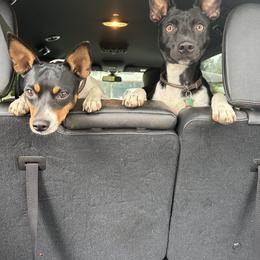 Rat Terrier Puppies from Haiku Rat Terriers