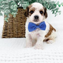 Zane - Sable male Cavapoo puppy in North Carolina from NC Doodle Puppies
