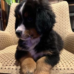 Yellow Female Puppy - Black rust and white female Bernese Mountain Dog puppy in Toledo, Ohio from Baby Berners