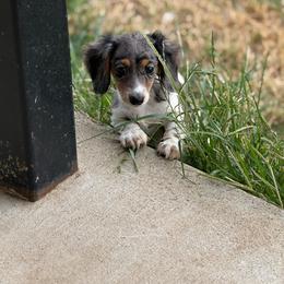 Fern - Piebald female Dachshund puppy in Durant, Oklahoma from Big Creek Mini Dachshund