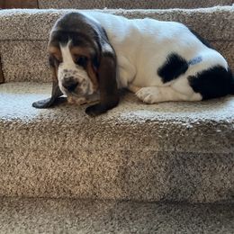 Basset Hound Puppies from Irish Acres Basset Hounds