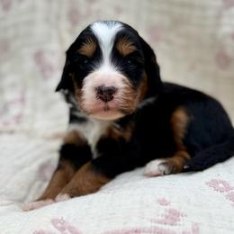Birch (tan collar boy) - Tri-color male Bernedoodle puppy in Colorado Springs, Colorado from Mercy Mountain Bernedoodles