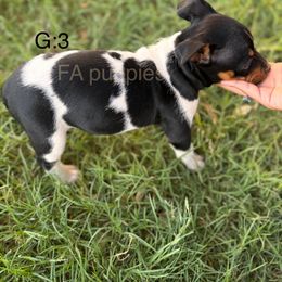 Rat Terrier Puppies from FA puppies