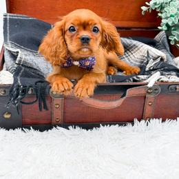 Blaire - Ruby female Cavalier King Charles Spaniel puppy in North Carolina from NC Doodle Puppies