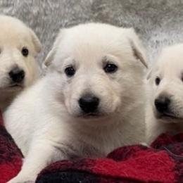 German Shepherds from CoastalCanine805