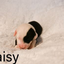 Old English Sheepdog Puppies from Midwest Puppy Paws