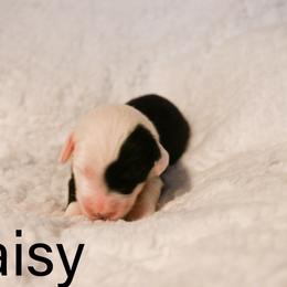 Old English Sheepdog Puppies from Midwest Puppy Paws