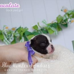 Chocolate - White and brindle female French Bulldog puppy in Loxahatchee, Florida from Blue Wonder Frenchies