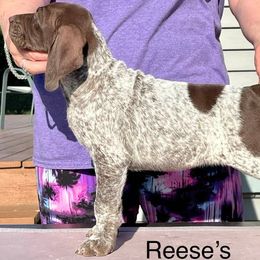 Girl 1 - German Shorthaired Pointer puppy in Walford, Iowa from Wild Rose GSP's