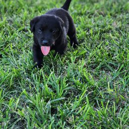Labrador Retriever Puppies from Rebecca Barkelew