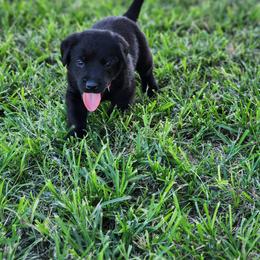 Labrador Retriever Puppies from Rebecca Barkelew