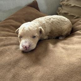 Walter - Buff and white male Cockapoo puppy in Yuba City, California from The Doodle Barn