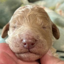 11. TURQUOISE COLLAR GIRL - Apricot female Goldendoodle puppy in Charlo, Montana from Heavenly Hilltop Farm
