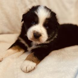 Toad - Black tri-color male Australian Shepherd puppy in Fort Recovery, Ohio from Mud Path Australian Shepherds