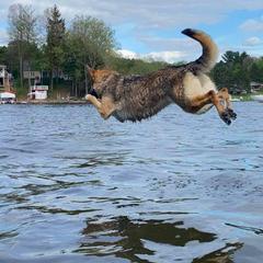 German Shepherd All Grown Up from vom Silbersand German Shepherds