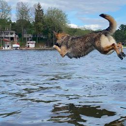 German Shepherd All Grown Up from vom Silbersand German Shepherds