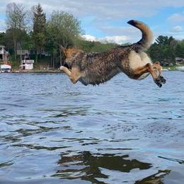 German Shepherd All Grown Up from vom Silbersand German Shepherds