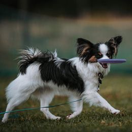 Willow - Papillon