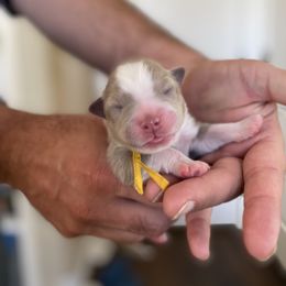 Girl 2 - Miniature Australian Shepherd puppy in Hyrum, Utah from Amie's Aussies & Doodles